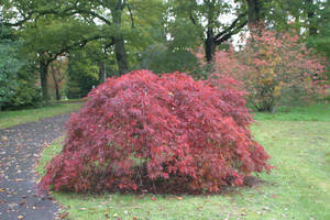 Deciduous Trees & Shrubs