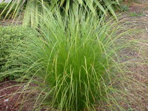 Carex Secta