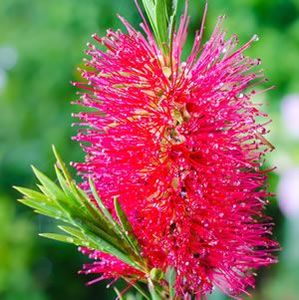 Callistemon Western Glory