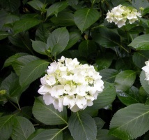 Hydrangea Bridal Bouquet