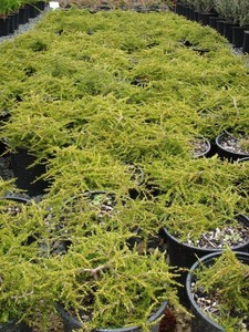 Coprosma Hawera
