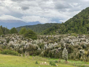Honey: Fiordland 70+ MGO Multifloral Manuka Honey