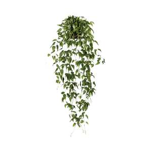 Is Gifts: Clematis Vine- (fake)