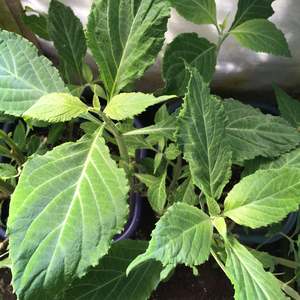 Our Most Popular: Diviners Sage Clone (Salvia divinorum) Live Salvia Clone (Organic) 4-12 Weeks to ship - NO EXPORT