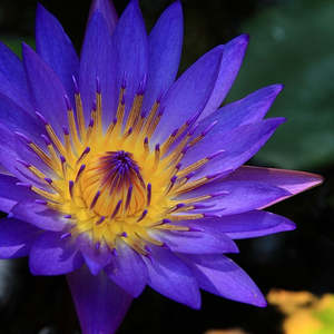 Herbal Extracts: Blue Lotus Tincture (Nymphaea caerulea)