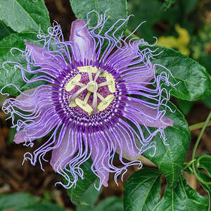 Herbal Extracts: Passion Flower Tincture (Passiflora incarnata) 10ml