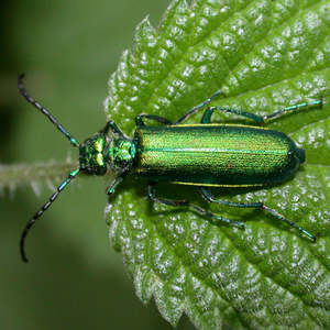 Herbal Extracts: Spanish Fly Drops (10ml) legendary aphrodisiac for him or her  - Extra Strength