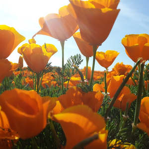 Herbal Extracts: California Poppy Tincture (Eschscholzia californica) 10ml Golden Poppy Extract