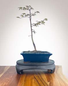 Japanese Maple (JM2210016)