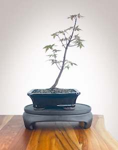 Japanese Maple (JM2210015)