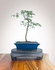 Japanese Maple (JM2210014)