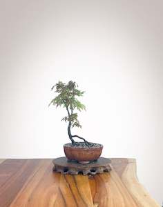 Japanese Maple (JM2210013)