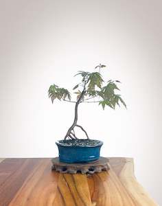 Japanese Maple (JM2210012)