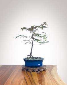 Japanese Maple (JM2210011)