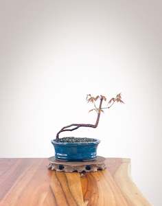 Japanese Maple (JM2210008)