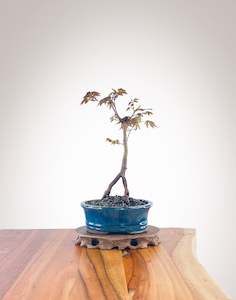 Japanese Maple (JM2210006)