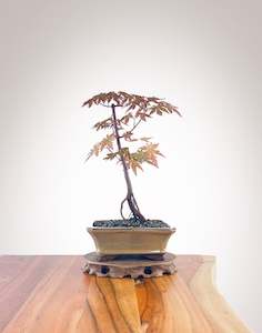 Japanese Maple (JM2210005)