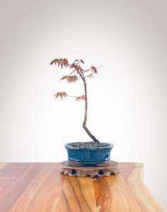 Japanese Maple (JM2210003)