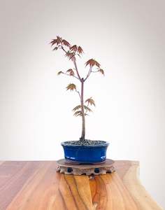 Japanese Maple (JM2210002)