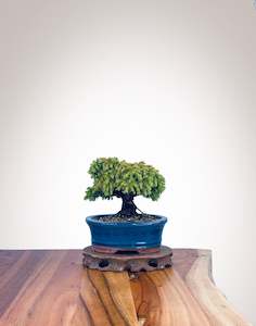 Japanese Cedar (JC2202015)