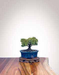 Japanese Cedar (JC2202013)