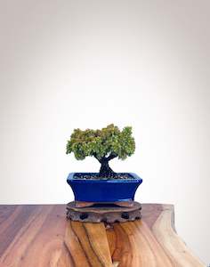 Japanese Cedar (JC2202011)