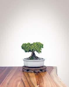 Japanese Cedar (JC2202010)