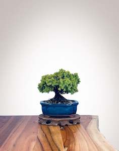 Japanese Cedar (JC2202009)