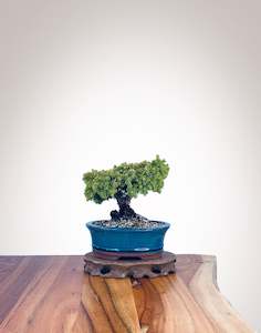 Japanese Cedar (JC2202007)