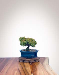 Japanese Cedar (JC2202006)