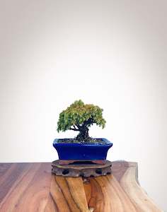 Japanese Cedar (JC2202004)