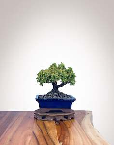 Japanese Cedar (JC2202003)