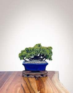 Japanese Cedar (JC2202001)