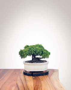 Japanese Cedar (JC2112111)