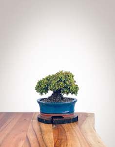 Japanese Cedar (JC2112109)