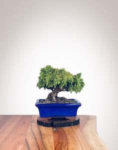 Japanese Cedar (JC2112108)