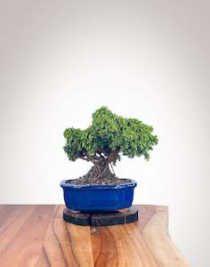 Japanese Cedar (JC2112106)