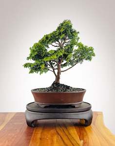 Japanese Cypress (HC25040007)