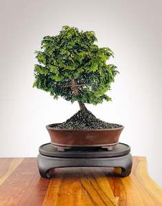 Japanese Cypress (HC25040006)