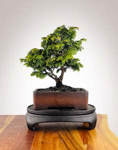 Japanese Cypress (HC25040002)