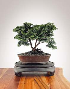 Japanese Cypress (HC2502001)