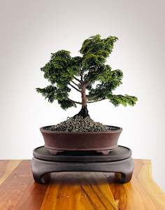 Japanese Cypress (HC2412001)