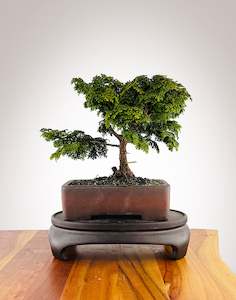 Japanese Cypress (HC2411007)