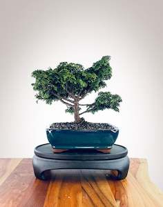 Japanese Cypress (HC2410001)