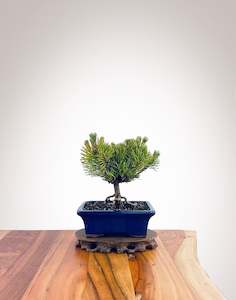 Mugo Pine (MP2212005)