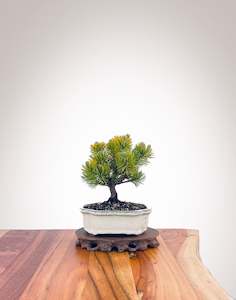 Mugo Pine (MP2212004)