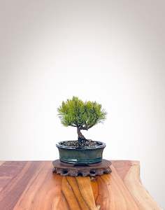 Mugo Pine (MP2212002)