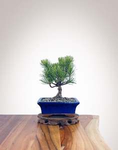 Mugo Pine (MP2204010)
