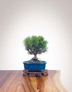 Mugo Pine (MP2204009)
