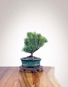 Mugo Pine (MP2204008)